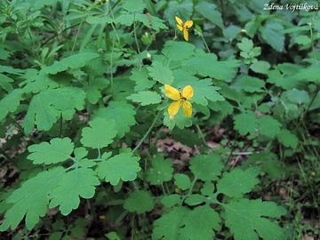 Fotogalerie: Vlatovink vt - Chelidonium majus L.