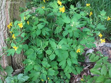 Vlatovink vt - Chelidonium majus L.