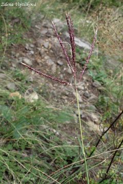 Fotogalerie: Vousatka prstnat - Bothriochloa ischaemum (L.) Keng