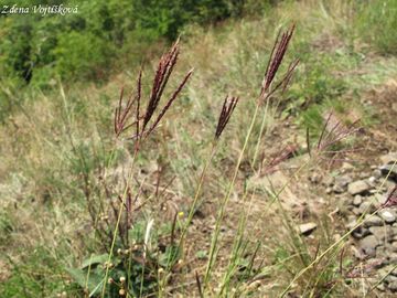 Vousatka prstnat - Bothriochloa ischaemum (L.) Keng