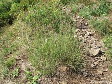 Vousatka prstnat - Bothriochloa ischaemum (L.) Keng