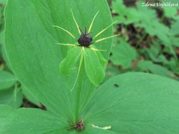 Fotogalerie: Vran oko tylist - Paris quadrifolia L.