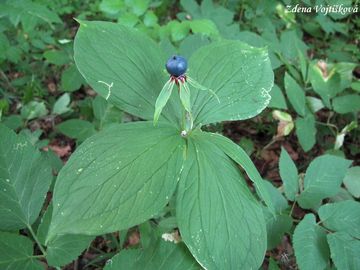 Vran oko tylist - Paris quadrifolia L.