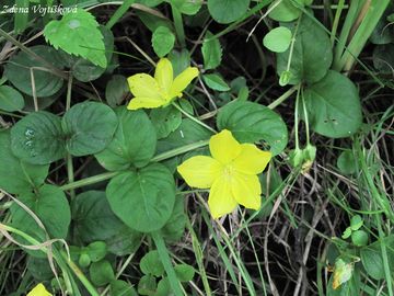 Fotogalerie: Vrbina penzkov - Lysimachia nummularia L.