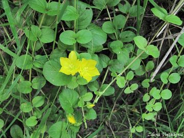 Vrbina penzkov - Lysimachia nummularia L.