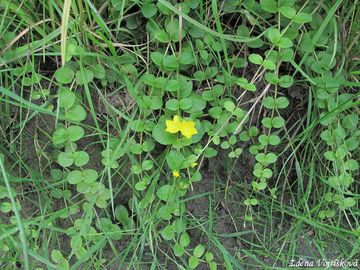 Vrbina penzkov - Lysimachia nummularia L.