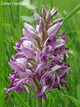 Fotogalerie: Vstava vojensk - Orchis militaris L.