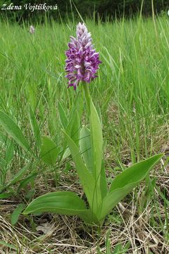 Vstava vojensk - Orchis militaris L.