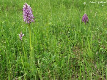 Vstava vojensk - Orchis militaris L.