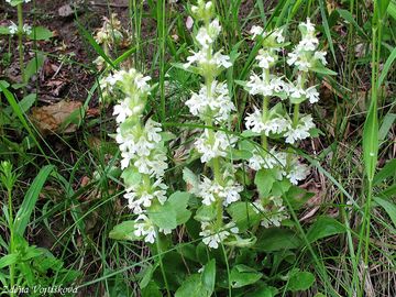 Zbhovec lesn (enevsk) - Ajuga genevensis L.
