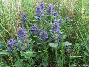 Zbhovec lesn (enevsk) - Ajuga genevensis L.