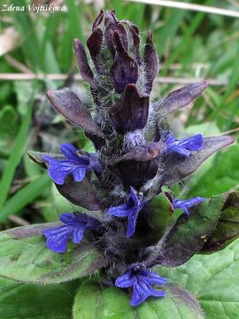 Fotogalerie: Zbhovec plaziv - Ajuga reptans L.