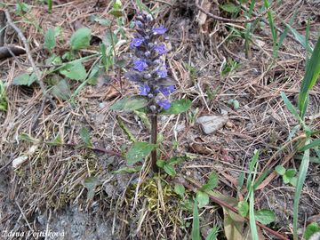 Zbhovec plaziv - Ajuga reptans L.