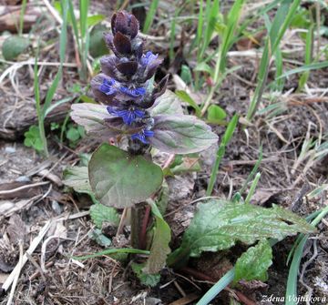 Zbhovec plaziv - Ajuga reptans L.