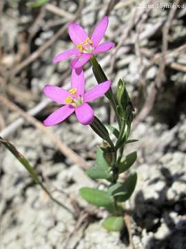 Fotogalerie: Zemlu spanil - Centaurium pulchellum (Schwartz) Druce