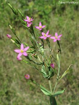 Zemlu spanil - Centaurium pulchellum (Schwartz) Druce