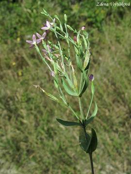 Zemlu spanil - Centaurium pulchellum (Schwartz) Druce