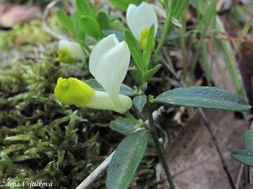 Fotogalerie: Zimostrzek alpsk - Polygala chamaebuxus L.