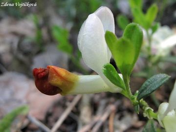 Zimostrzek alpsk - Polygala chamaebuxus L.