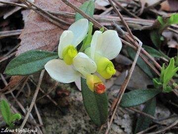 Zimostrzek alpsk - Polygala chamaebuxus L.