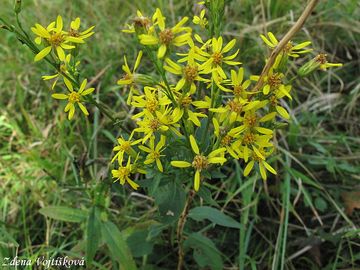 Zlatobl obecn (Celk zlatobl) - Solidago virgaurea L.
