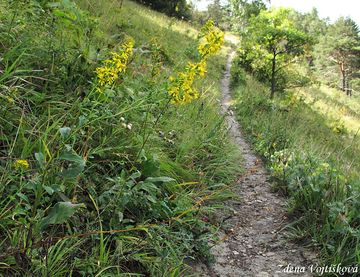 Zlatobl obecn (Celk zlatobl) - Solidago virgaurea L.