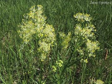 Fotogalerie: luucha lut - Thalictrum flavum L.