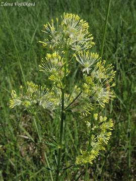 luucha lut - Thalictrum flavum L.
