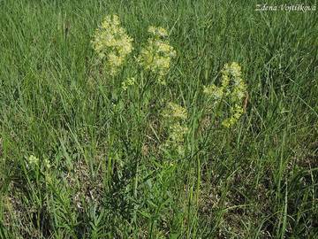 luucha lut - Thalictrum flavum L.