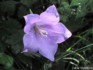 Fotogalerie: Zvonek broskvolist - Campanula persicifolia L.