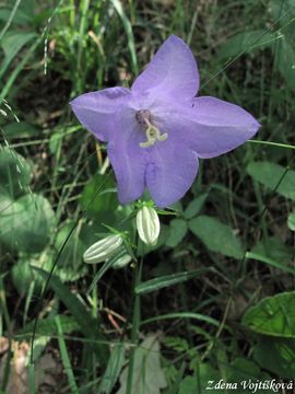 Zvonek broskvolist - Campanula persicifolia L.