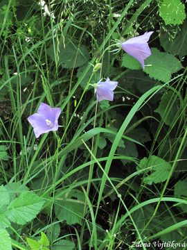 Zvonek broskvolist - Campanula persicifolia L.