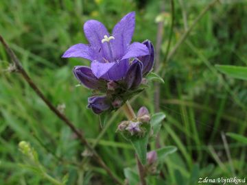 Fotogalerie: Zvonek klubkat - Campanula glomerata L.