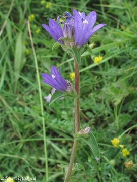 Zvonek klubkat - Campanula glomerata L.