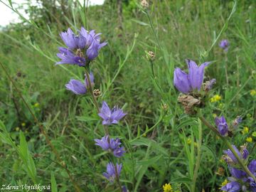 Zvonek klubkat - Campanula glomerata L.