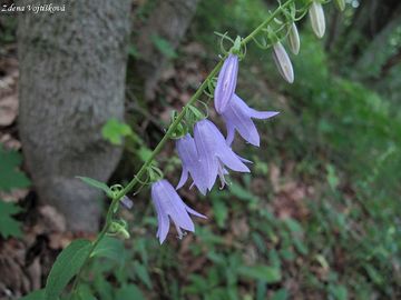 Fotogalerie: Zvonek epkovit - Campanula rapunculoides L.