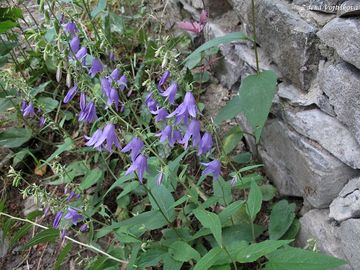 Zvonek epkovit - Campanula rapunculoides L.