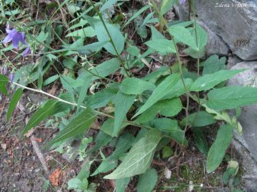 Zvonek epkovit - Campanula rapunculoides L.