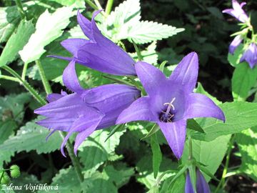 Fotogalerie: Zvonek irokolist - Campanula latifolia L