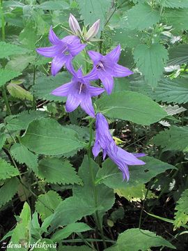 Zvonek irokolist - Campanula latifolia L