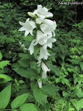 Zvonek irokolist - Campanula latifolia L