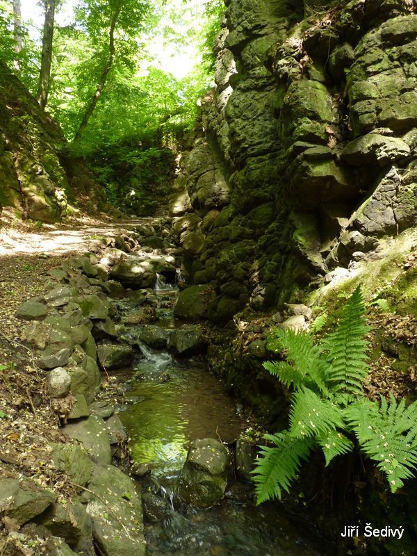 Bertino dol_02