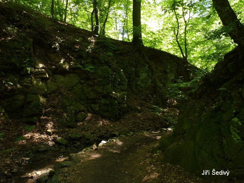 Bertino dol_04