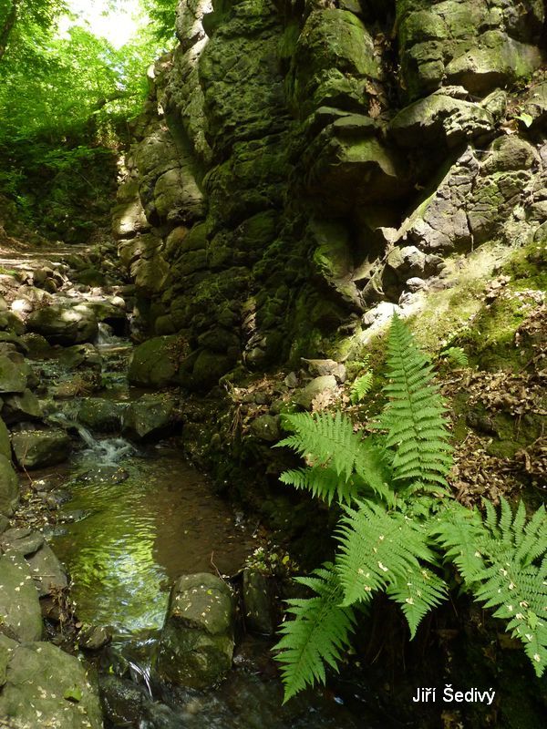 Bertino dol_07