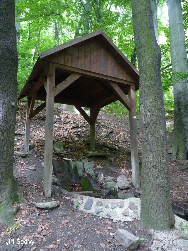 Bertino dol_10