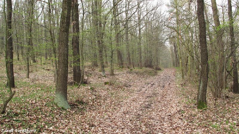 Hol vrch (u Encovan)_25