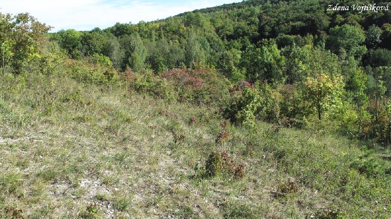 Hol vrch (u Encovan)_32