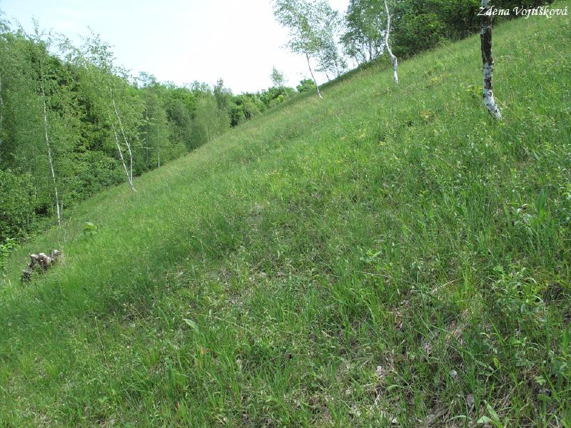 Hol vrch (u Encovan)_33