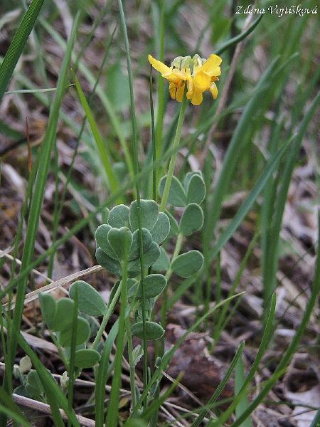 Hol vrch (u Encovan)_59