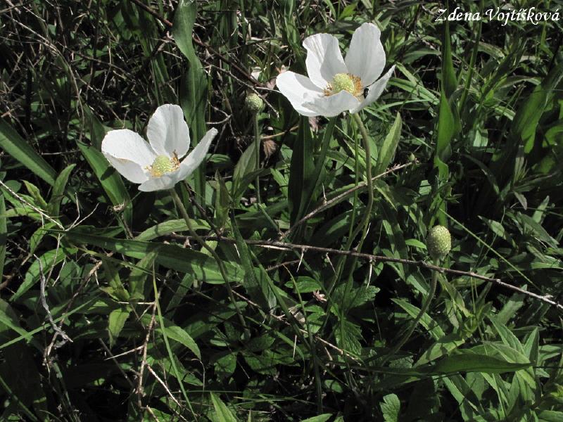 Hol vrch (u Encovan)_63